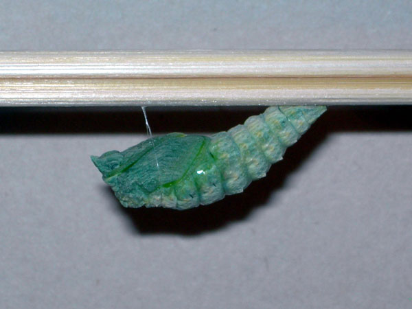 pupation video