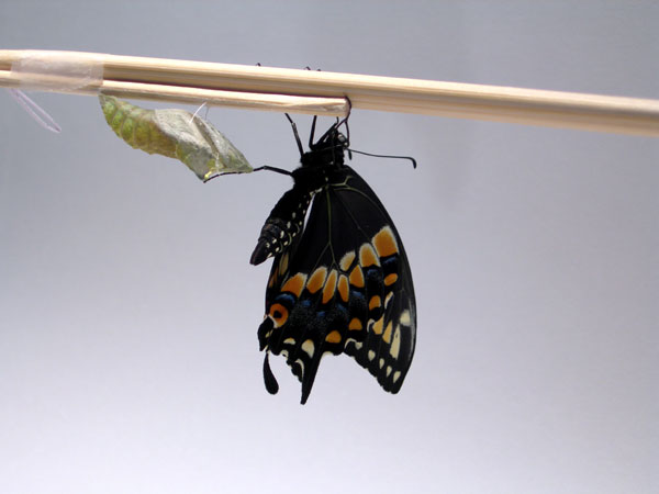 emerging video