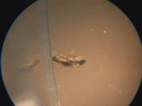 Littlewing mating