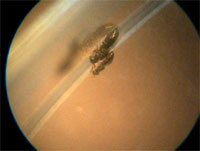 Leelu mating
