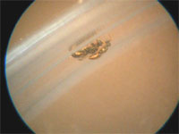 Male mating behavior