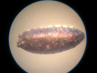 Nasonia emerging