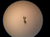 Nasonia female, imature wings
