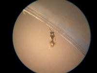Littlewing's troubled molt