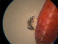 Leelu laying eggs